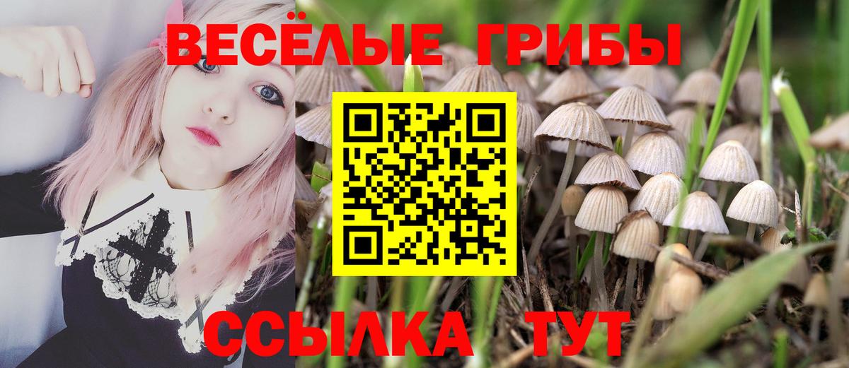Галлюциногенные грибы Psilocybe Егорьевск